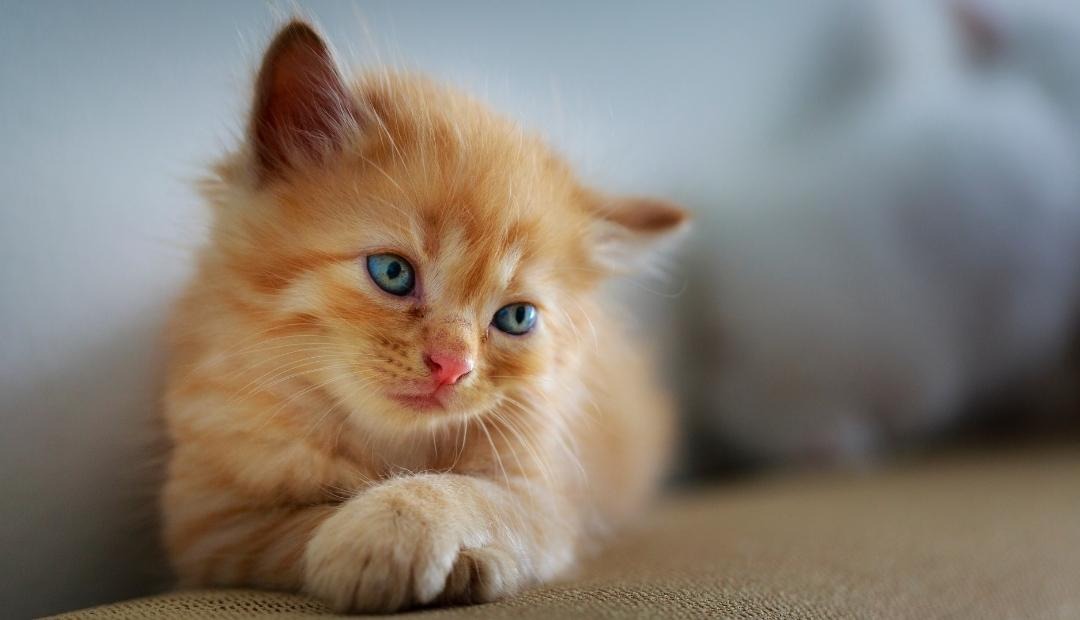 Image for Bringing a New Kitten to Your Apartment: Things You Should Know