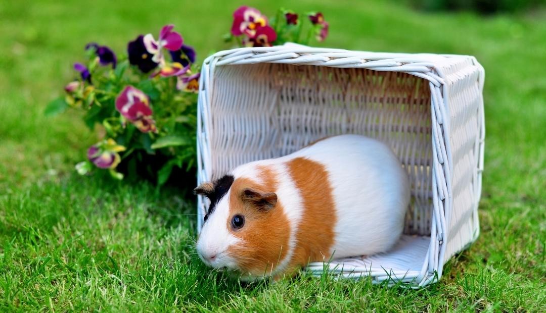 Image for Guinea Pig Care 101: How to Keep Your Cavy Happy and Healthy