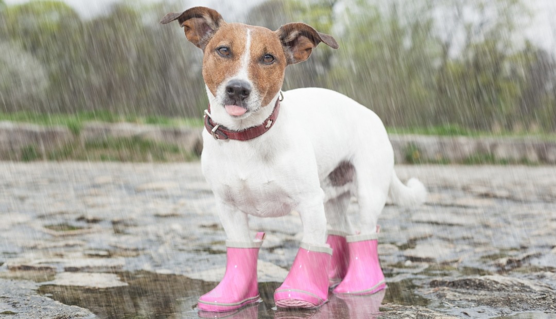 Image for Rain-Ready Rover: Must-Have Gear for Enjoying Rainy Day Adventures with Your Canine Companion