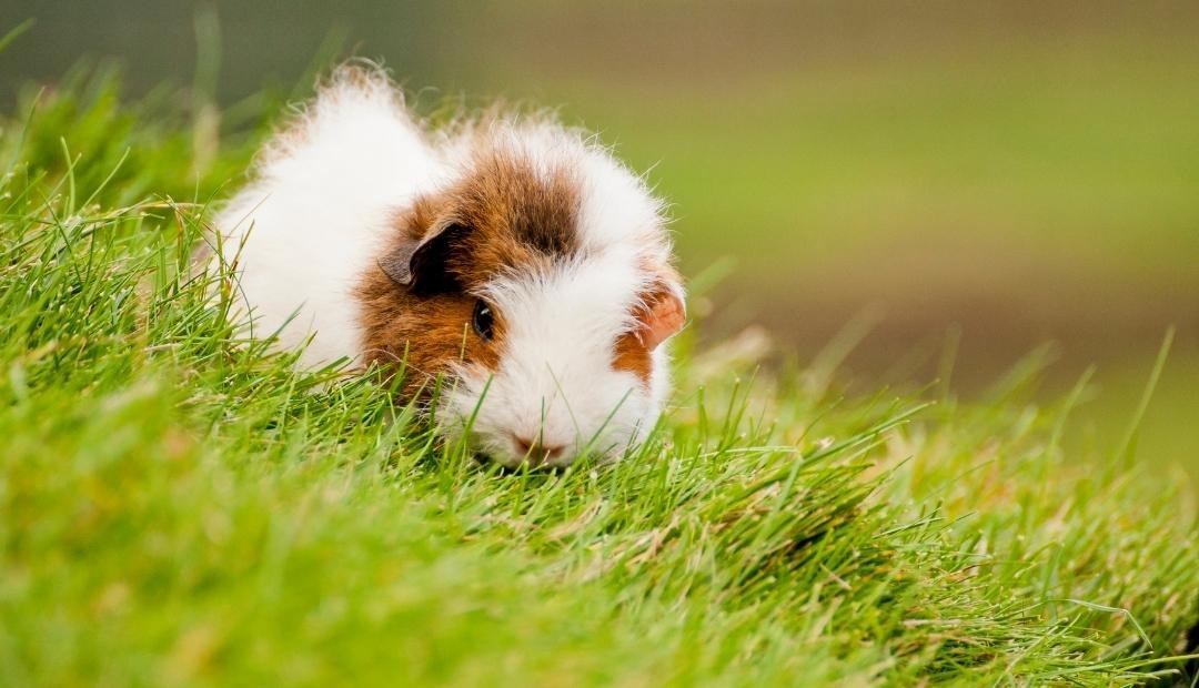 Image for Beginner's Guide to Caring for a Pet Guinea Pig