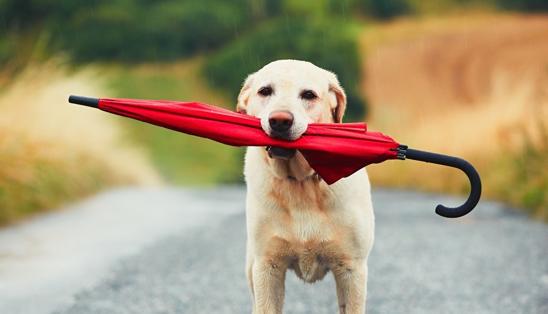 Image for Rainy Day Dog Walking: Must-Have Gear for Keeping Your Pup Dry and Cheerful