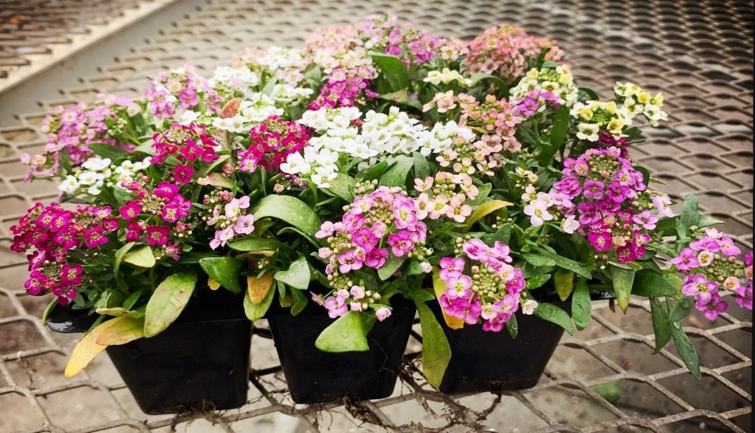 Image for Container Gardening: 5 Flowers You Can Easily Grow