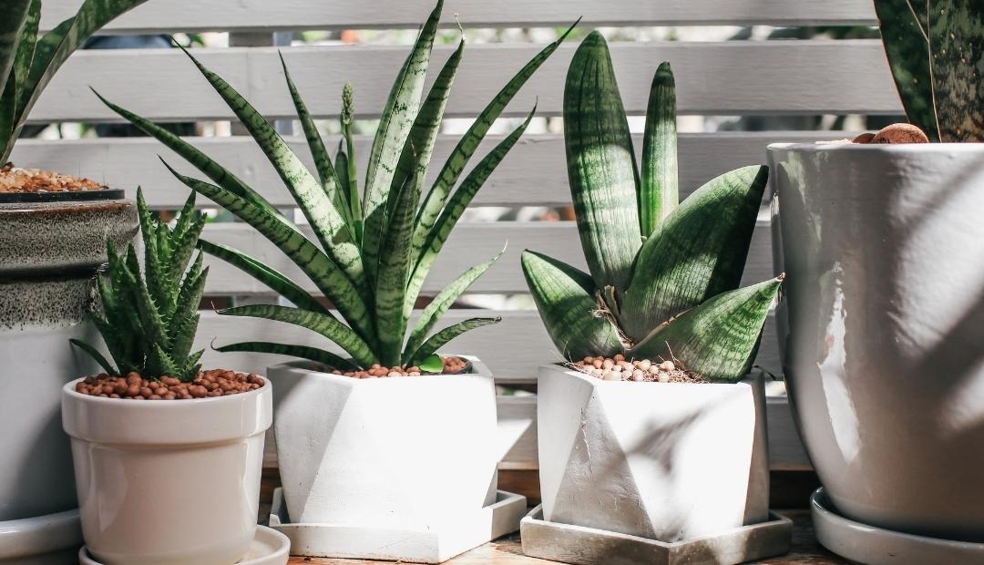 Image for Brighten Your Kitchen With These 5 Simple Houseplants