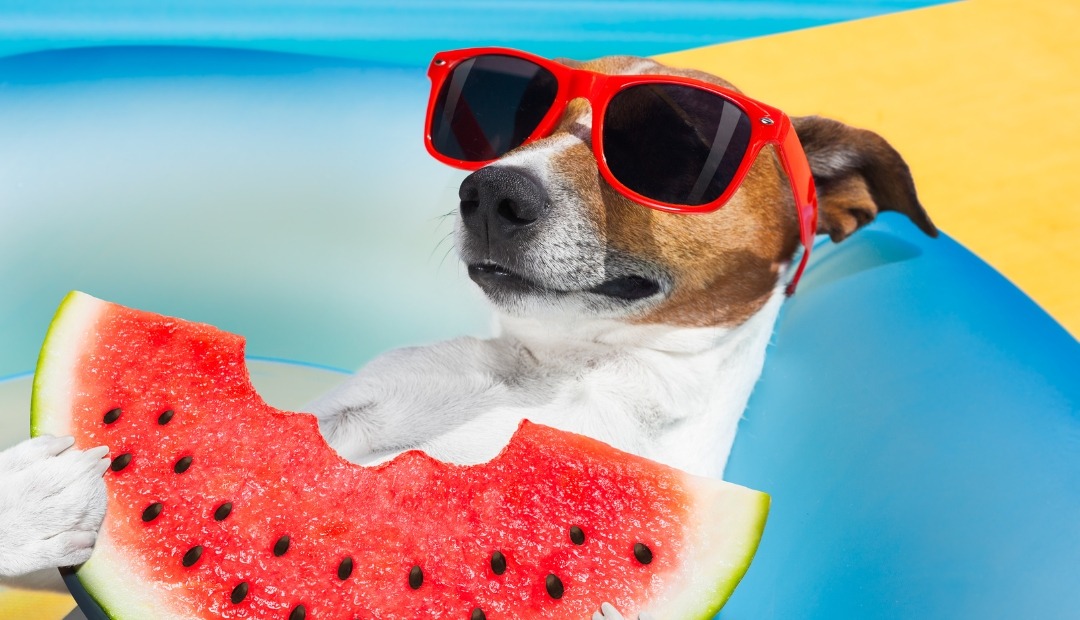 Image for 10 Fruits and Vegetables That Serve as Healthy Dog Snacks