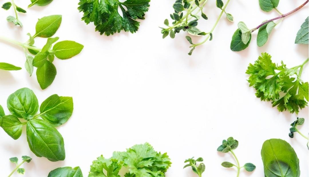 Cover image of Grow These 4 Herbs To Add Freshness To Your Meals