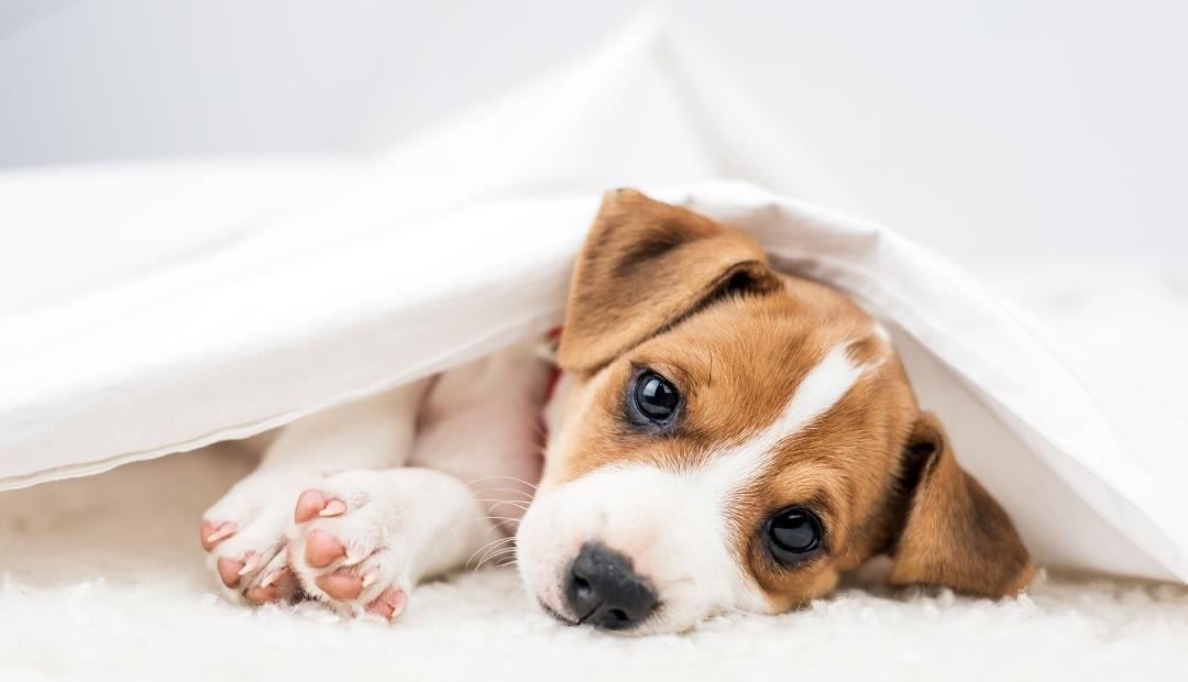 Image for 6 Things to Expect When Getting Your First Puppy