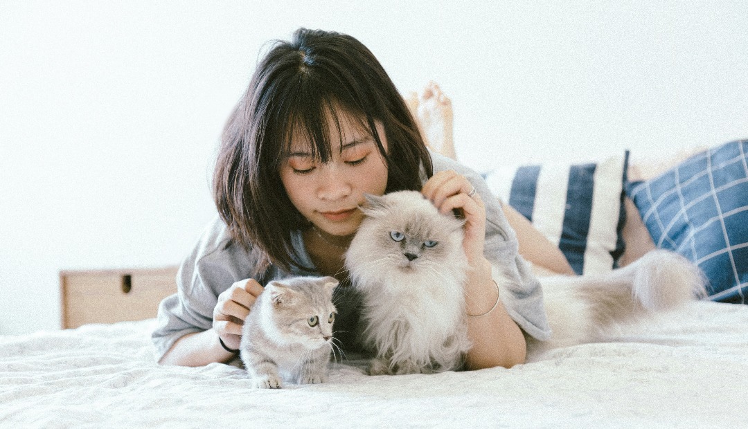 Image for Questions to Ask Before Choosing a Cat-Friendly Apartment in Sherman Oaks