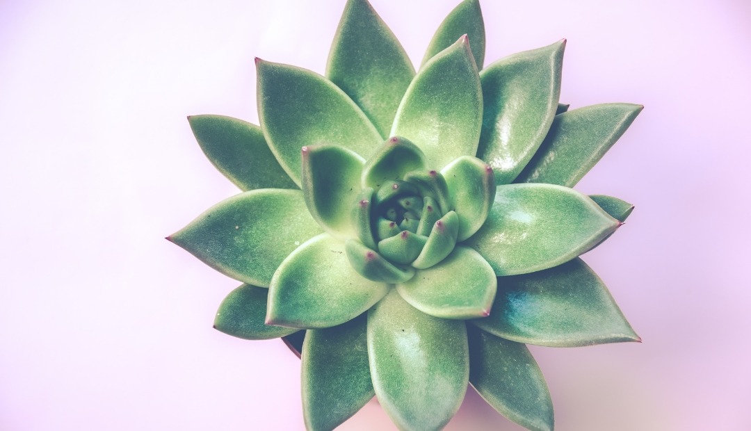 Image for Essential Tips for Thriving Succulents: Your Ultimate Guide to Keeping Them Healthy